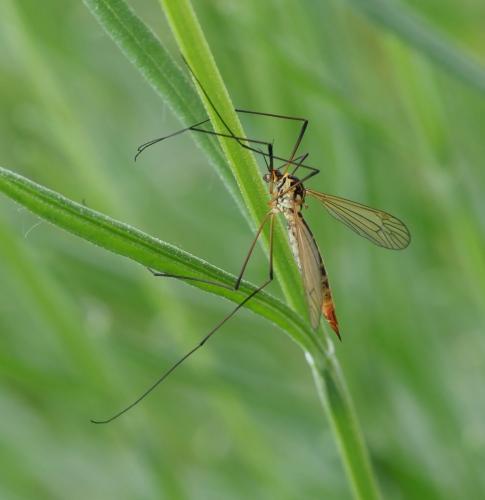 Nephrotoma flavescens